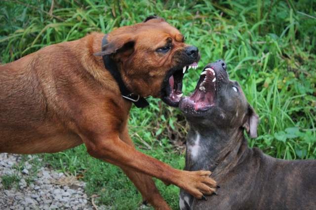 比特犬vs罗威纳犬谁的战斗力更强