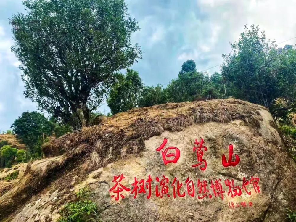 直击临沧春茶季丨白莺山茶树天然基因库