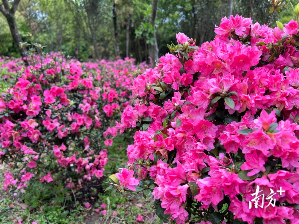 图集梧桐山上杜鹃花开