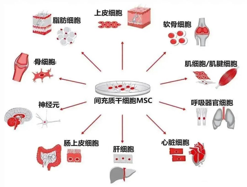 人体细胞图片及名称图片