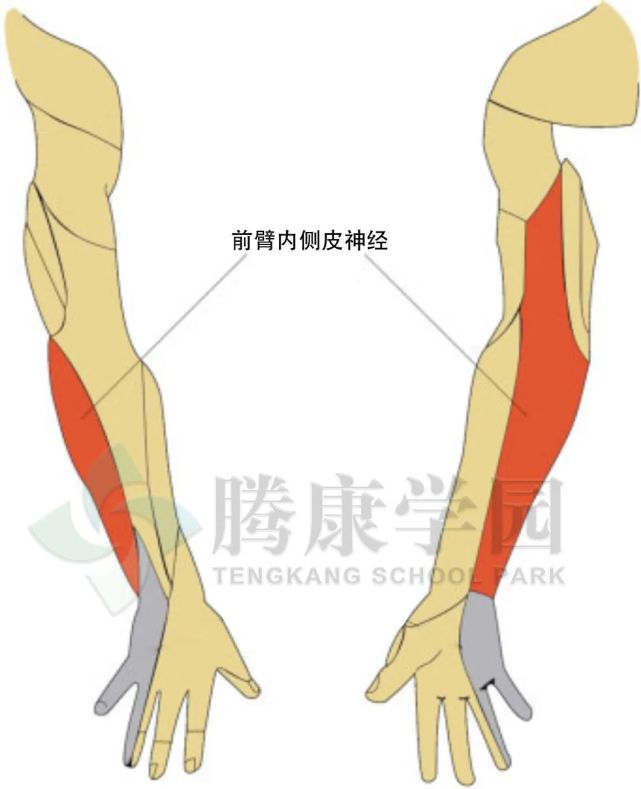 前臂内侧疼痛的神经