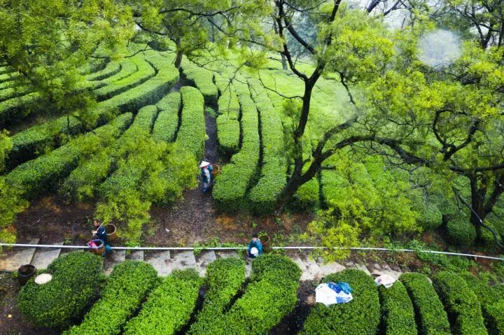 3月25日,英德市黄花镇蓝房村茶园春意盎然.