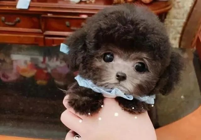 泰迪颜色这么多为何灰色泰迪比其他泰迪贵答案在这里