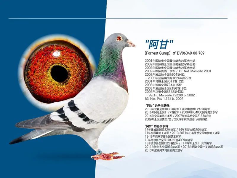 铭鸽欣赏唯一归巢鸽冠军小阿甘