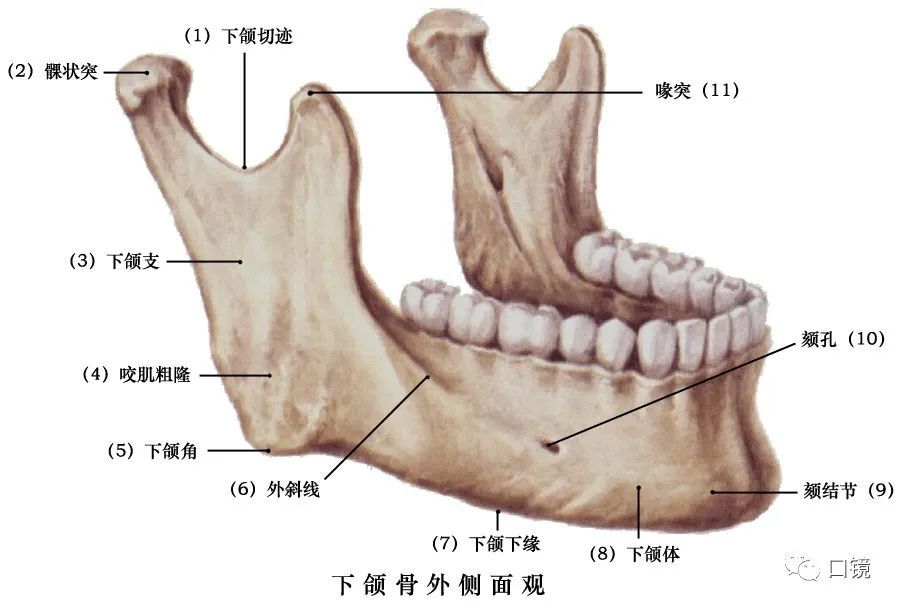 收藏口腔颌面部骨骼肌肉解剖图谱68p