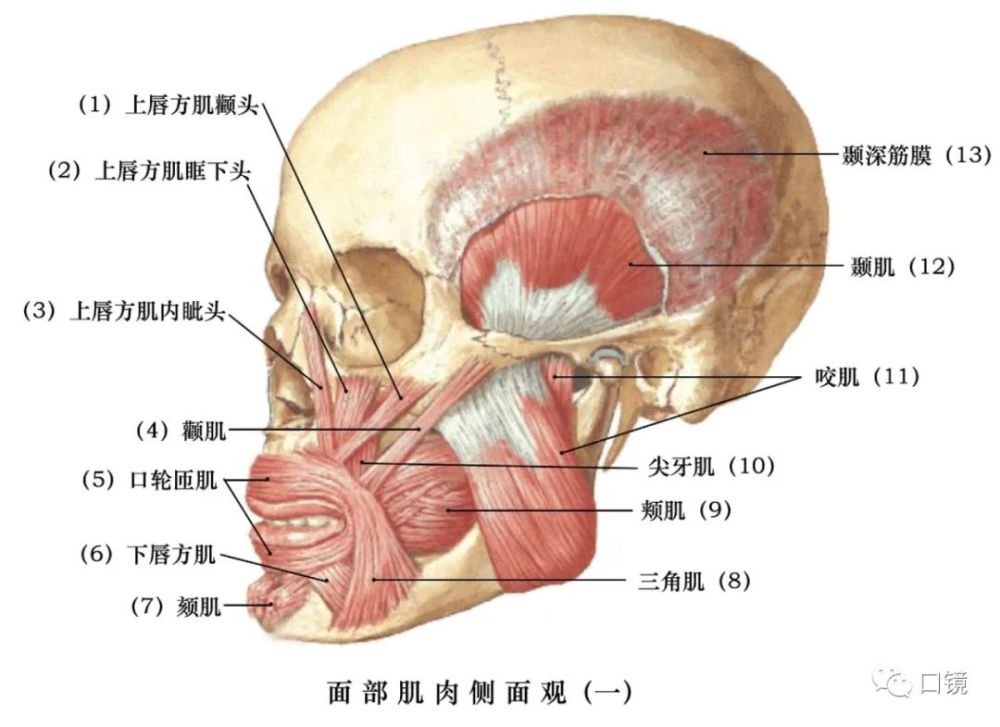 收藏口腔颌面部骨骼肌肉解剖图谱68p