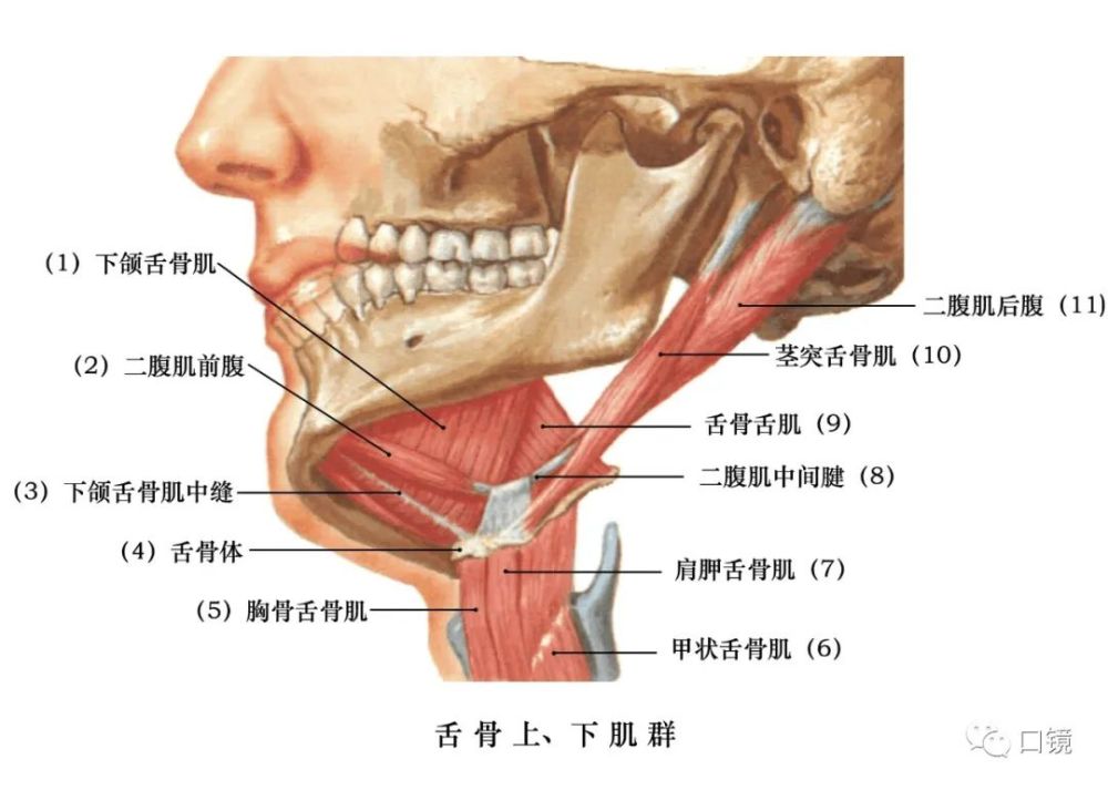 收藏口腔颌面部骨骼肌肉解剖图谱68p