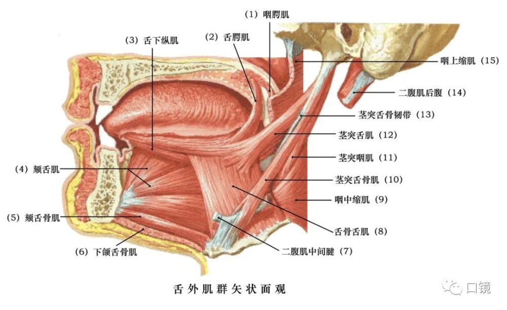 收藏口腔颌面部骨骼肌肉解剖图谱68p