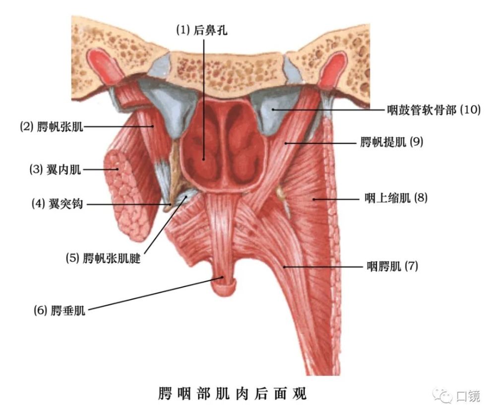 收藏口腔颌面部骨骼肌肉解剖图谱68p