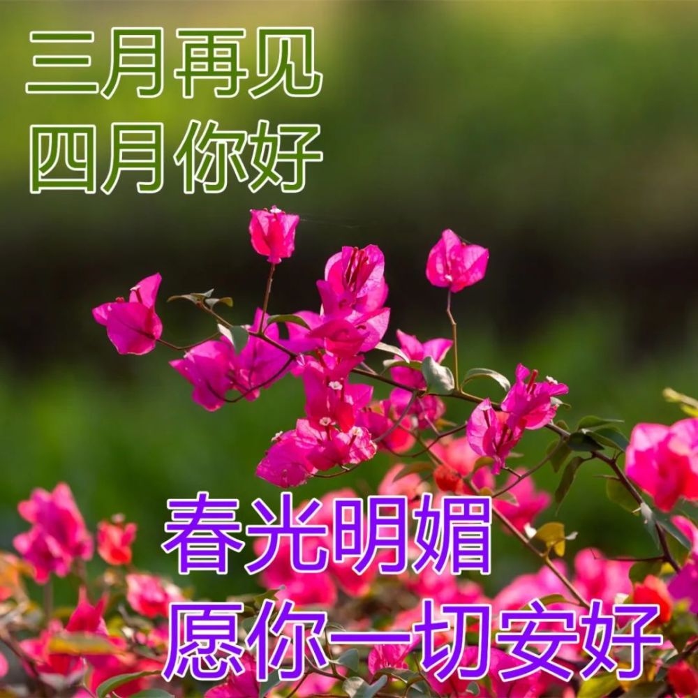 迎接4月唯美早上好祝福鲜花美图美句春天早安心语问候唯美文案精选