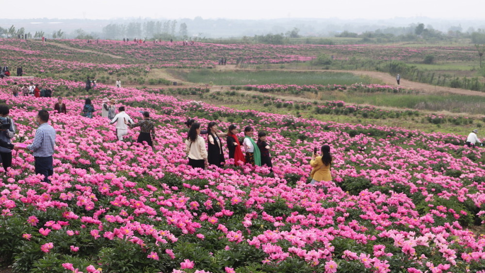 2022荆门赏花节清明小长假玩转荆门十大赏花路线