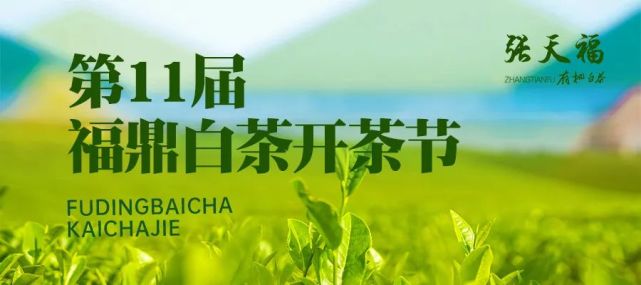 阳春三月春茶飘香第十一届福鼎白茶开茶节璀璨落幕