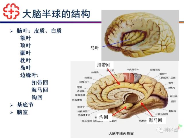 脑干网状结构与大脑皮质,间脑,脑干,小脑,边缘系统和脊髓均有广泛联系