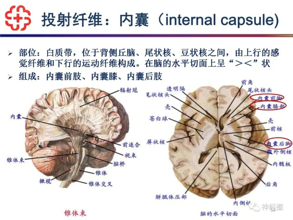 大脑常用知识点分享纯干货