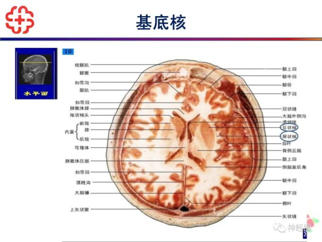 大脑常用知识点分享【纯干货】