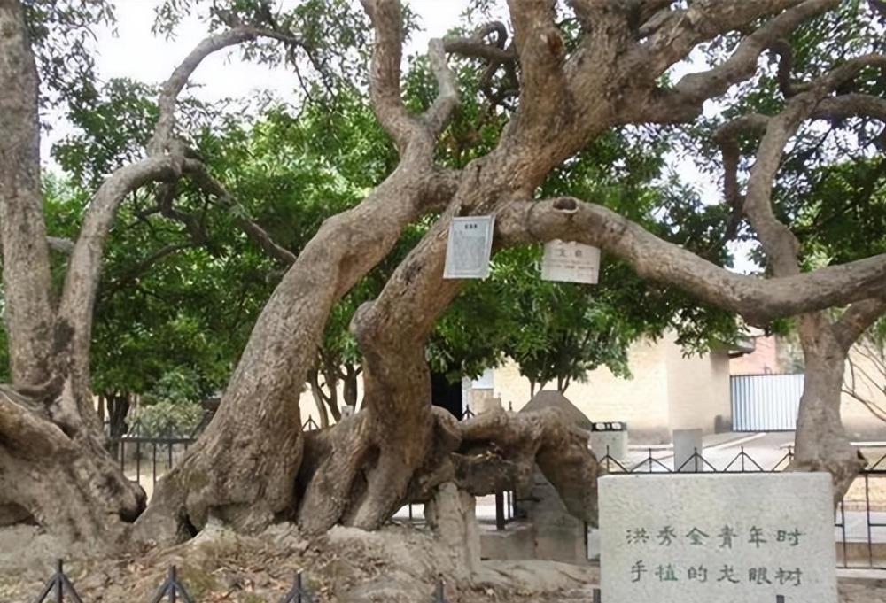 后来,在1856年的时候,有一天乌云密布,大雨倾盆,这棵龙眼树遭雷雨劈击