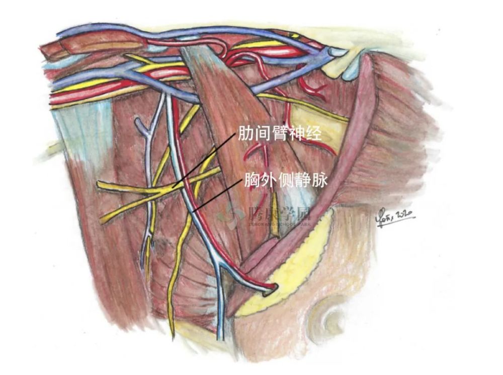 引起女性腋窝疼痛的神经分析