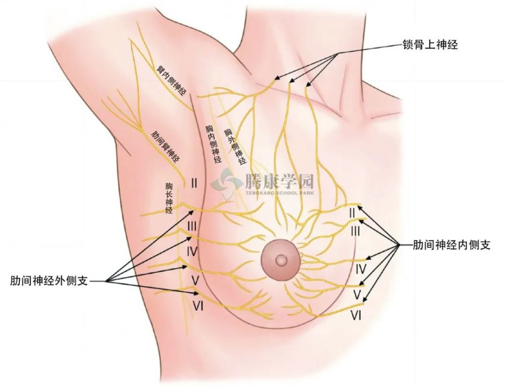 引起女性腋窝疼痛的神经分析