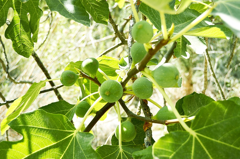 其实无花果也是开花的,只不过藏起来了.