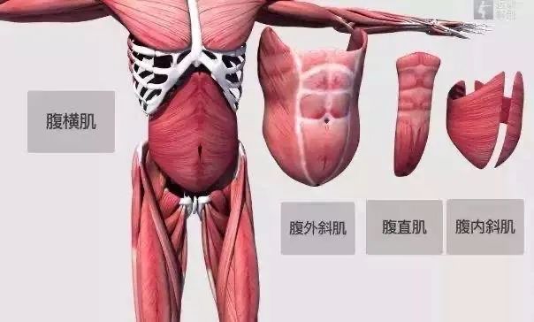 想要瘦腹,大家记住,先要激活腹横肌,它是腹部肌肉的源动肌和稳定肌