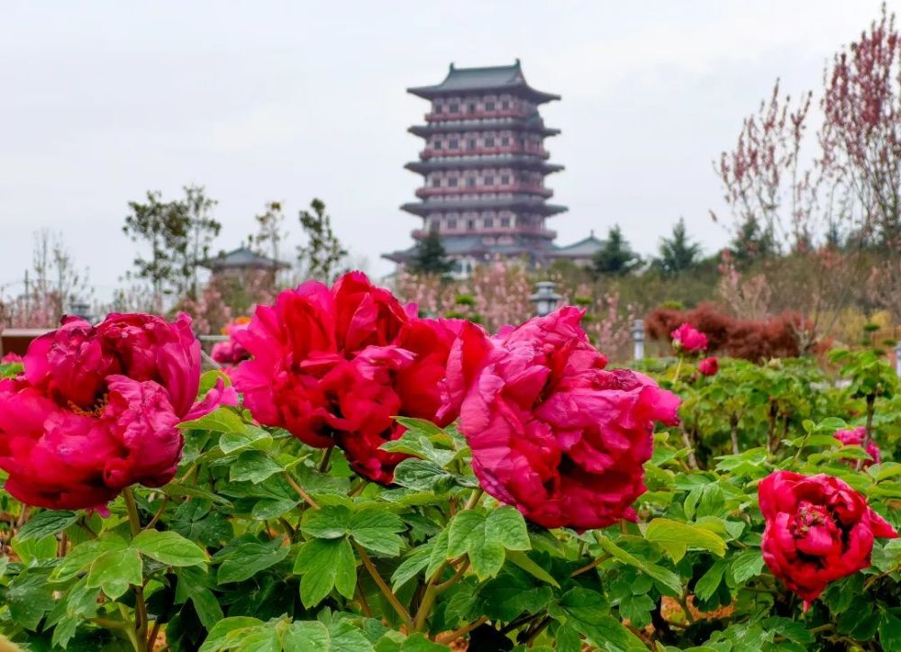 洛阳牡丹最新花情预报请收好这篇超全的云赏花指南