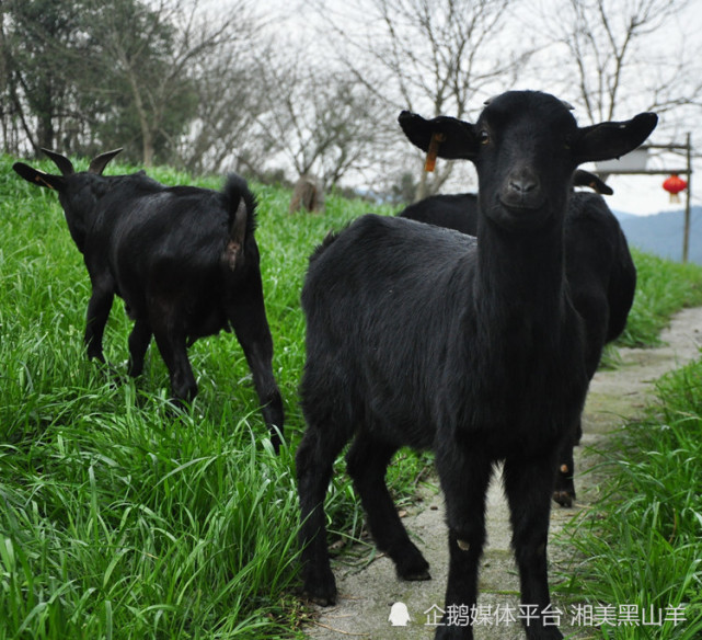 黑山羊放牧春季放牧管理的几点事项