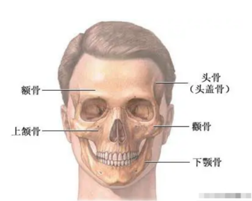 真正饱满的额头是骨头支撑的饱满,这一部分的脂肪其实是特别少的,基本