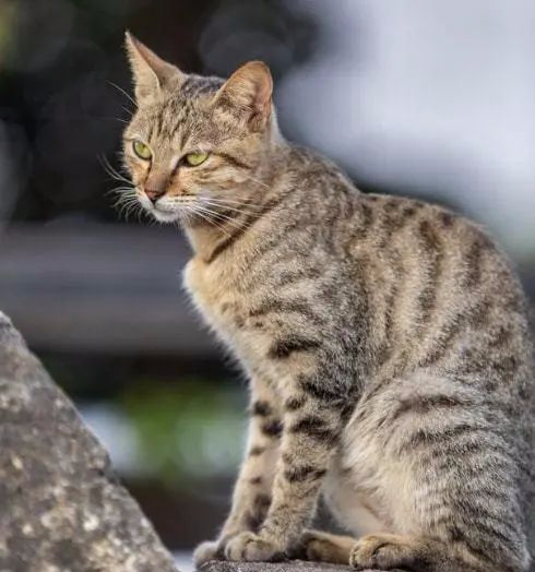 对比品种猫狸花猫优点太明显了