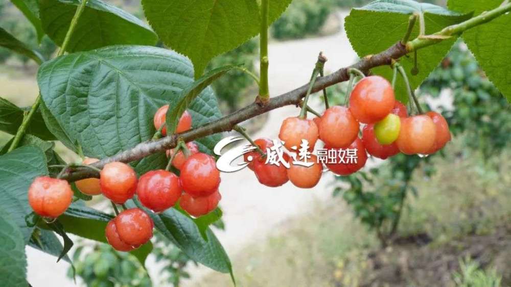 在界牌镇南强村某基地内,树上的樱桃在春雨的"洗礼"后,鲜嫩欲滴,仿佛