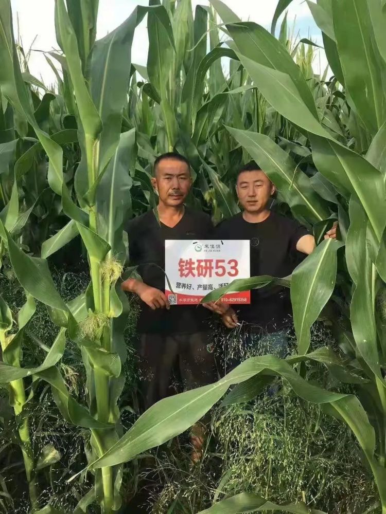 中晚熟品种包含金地99,宏兴1号,吉农大935,赛博169,先锋698,金创t808