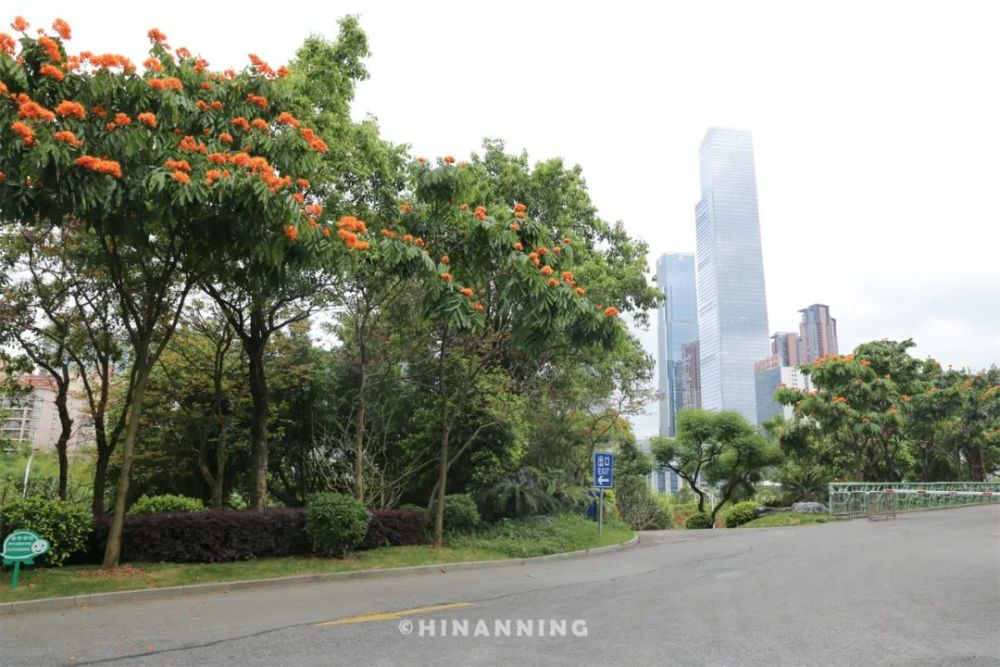 人间四月天赏花正当时南宁赏花地点看这里