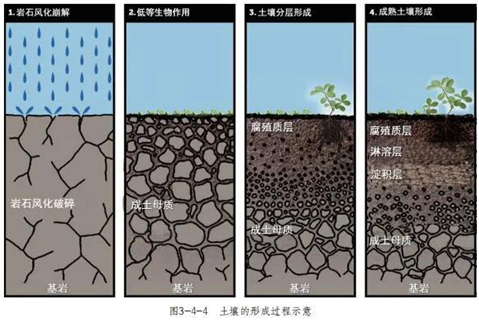 中国土壤分类及地带性分布,土壤腐殖质及其作用