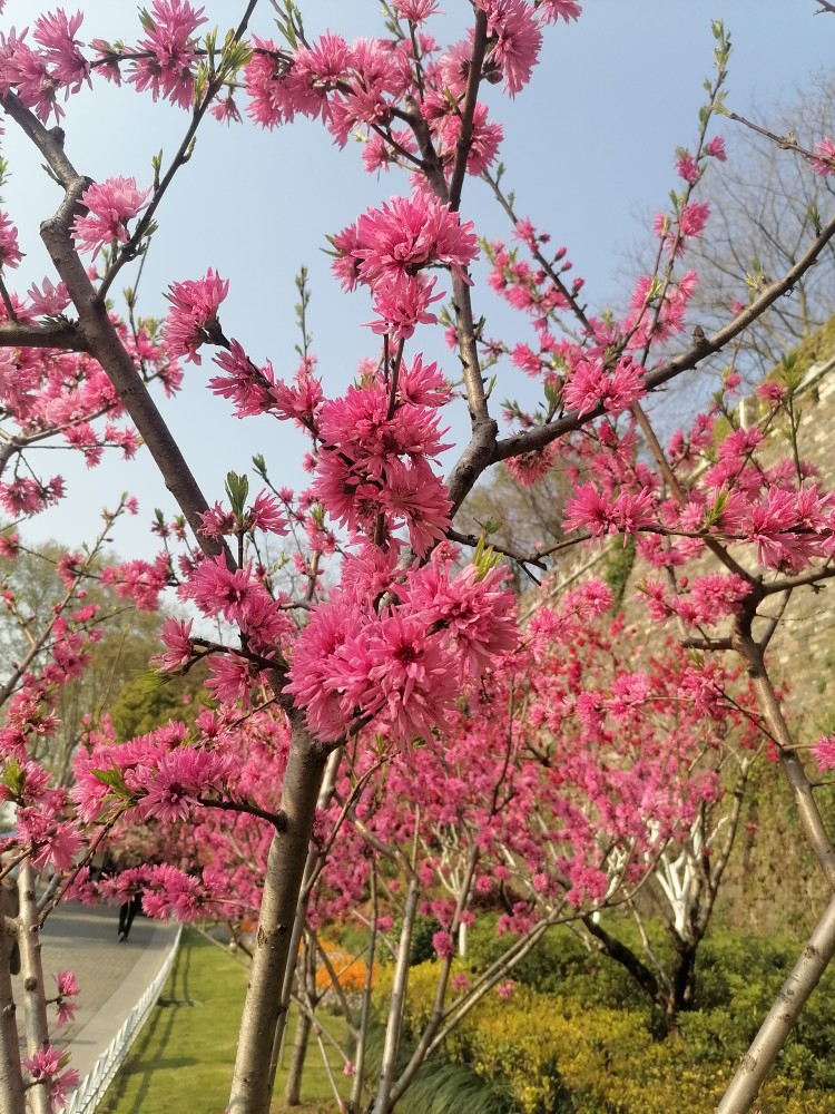 这些桃花树都是南京小桃园尽心培养出来的每年到了春天这片公园引来