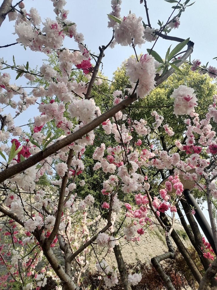 这些桃花树都是南京小桃园尽心培养出来的每年到了春天这片公园引来