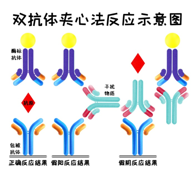 双抗体夹心法示意图3阻断剂如何发挥作用?