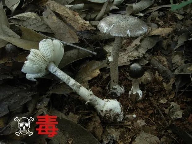蘑菇界的“黑无常”：一旦误食，难逃一死？