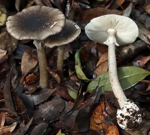 蘑菇界的"黑无常":一旦误食,难逃一死?