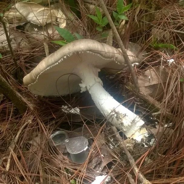 无聊到发霉的蘑菇 Creminis：这个能吃吗？还是发霉了？ : r/mycology