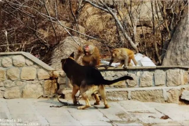(一)山中无老虎 猴子称大王——题记虽然是普普通通的猴子,但它们也有