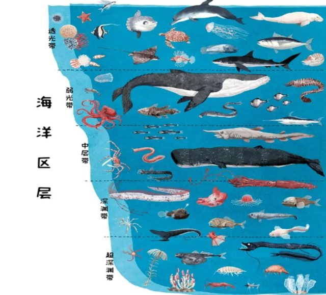 深度看到了塑料垃圾,这画面简直让人觉得触目惊心;连巨大的海洋生物都