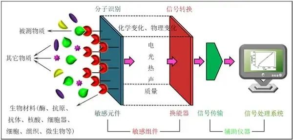 工作电极是电化学传感器的核心元件.