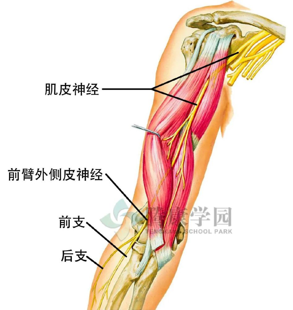 神经学分析前臂外侧疼痛