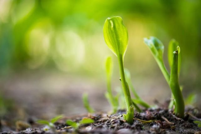 站在枝头等待绽放的花蕊等等像破土而出的绿草但已经可以感受到春天的