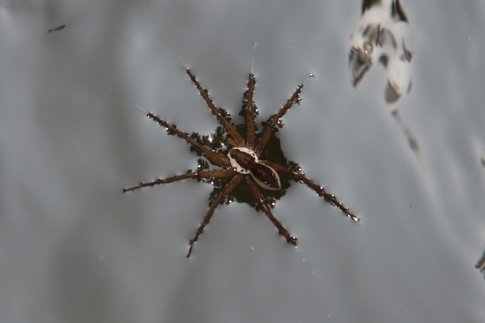 6厘米海关截获活体灰棕色钓鱼蜘蛛鉴定为入侵物种鱼塘最痛苦
