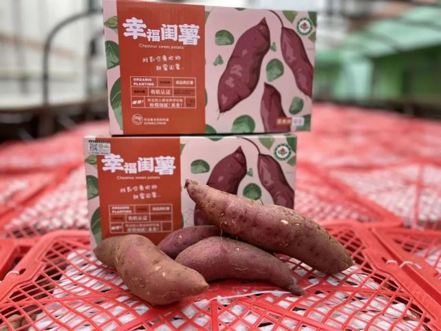 【团购】有机红薯,"甘薯补虚,健脾开胃,强肾阴"