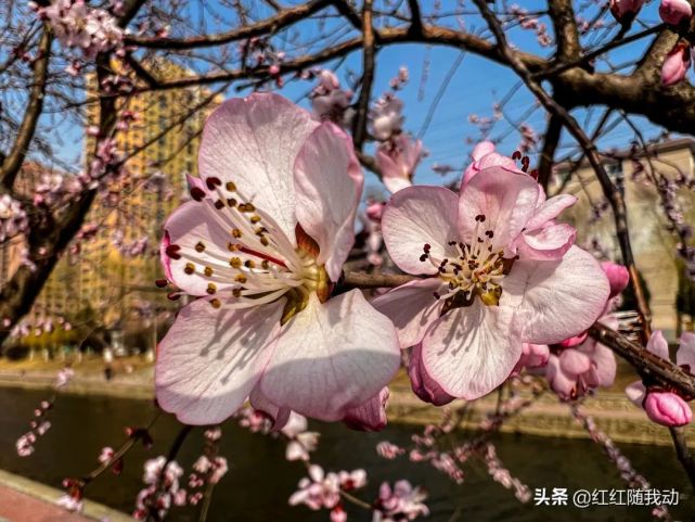 沈阳桃花绽放醉春风