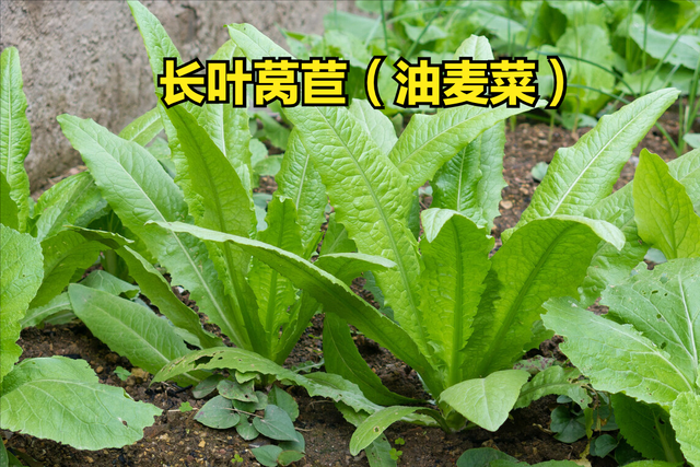 皱叶莴苣—生菜,接下来的这样蔬菜,相信大家也非常熟悉,它就是油麦菜
