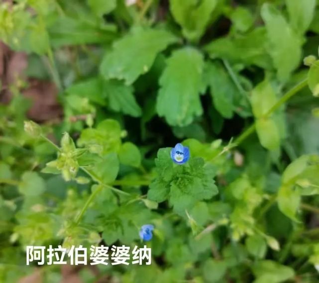 行走|除了婆婆纳,还有她们在巧笑倩兮在紫金山的春天里