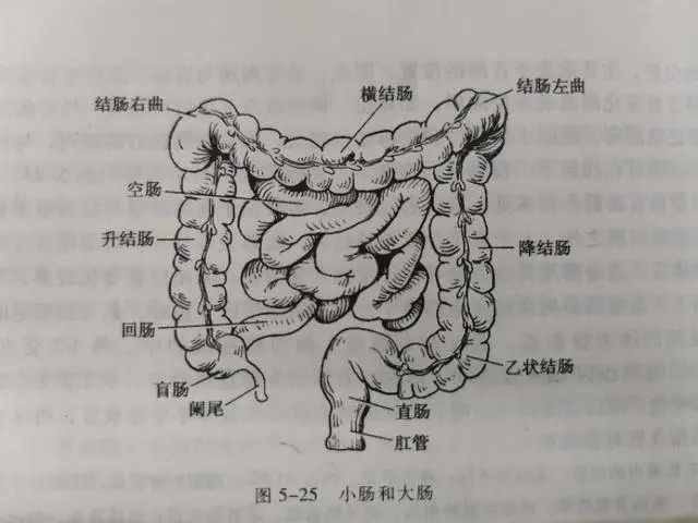 粪便在大肠形成后,依赖肠道蠕动被推送至乙状结肠"储存"起来,在积累到