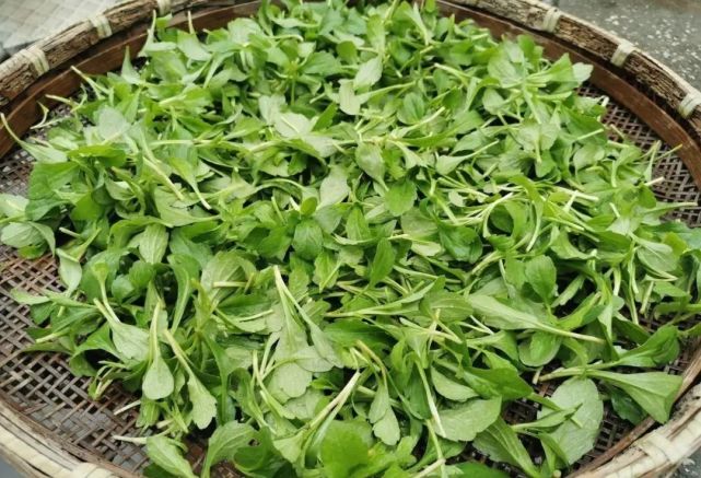 马兰头泥胡菜,又是一种菊花,泥胡菜属成员.除新疆,西藏外,遍布全国.